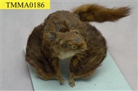 藏品(小鼯鼠)的圖片